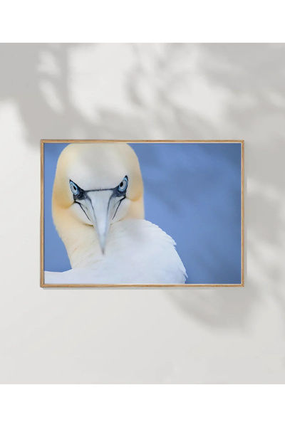 VOGLOO Sea Bird Poster