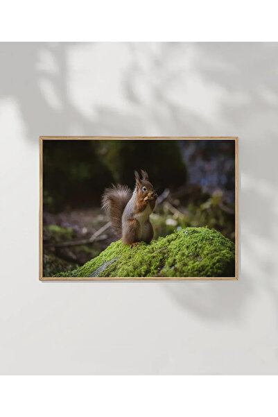 VOGLOO Squirrel in Nature Poster