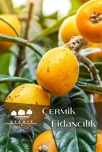 ÇERMİK FİDANCILIK Tüplü Yenidünya Malta Eriği Fidanı 3 Yaş