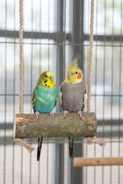 Alyones Parrot Bird Swing Perch