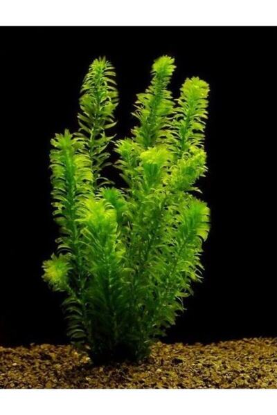 hayatist 5 Kök (DAL) 15-25 Cm Canlı Akvaryum Bitkisi Elodea Densa Canlı Bitki