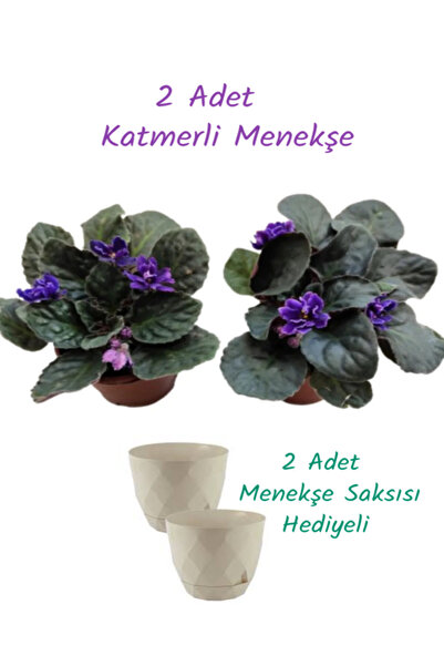 İlkadım Botanik 2 ADET KATMERLİ AFRİKA MENEKŞESİ MOR RENK (2 Adet Saksı Hediye)