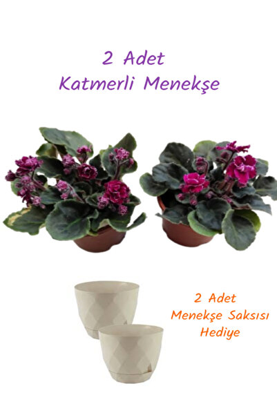 İlkadım Botanik 2 ADET KATMERLİ AFRİKA MENEKŞESİ BORDO RENK (2 Adet Saksı Hed...
