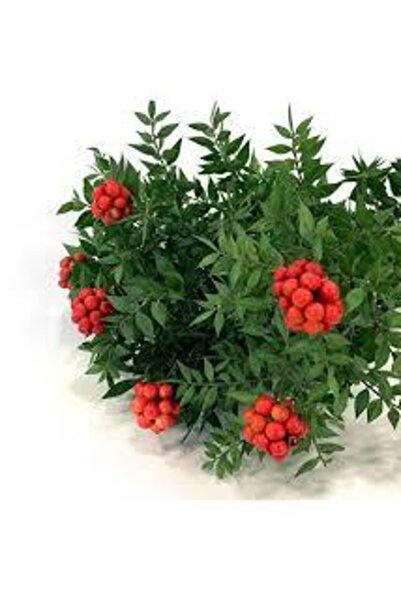 Ravza Çiçekçilik Kokina - Canlı Yılbaşı Çiçeği - Şans Çiçeği Bitkisi (1 DEMET 6 DAL) (40 - 50 CM BÜYÜKLÜĞÜNDE)