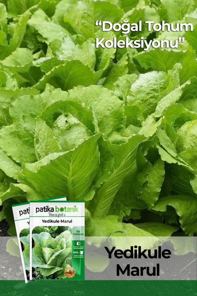Patika Botanik 1.500 Adet Ata Tohumu Yerli Yedikule Marul