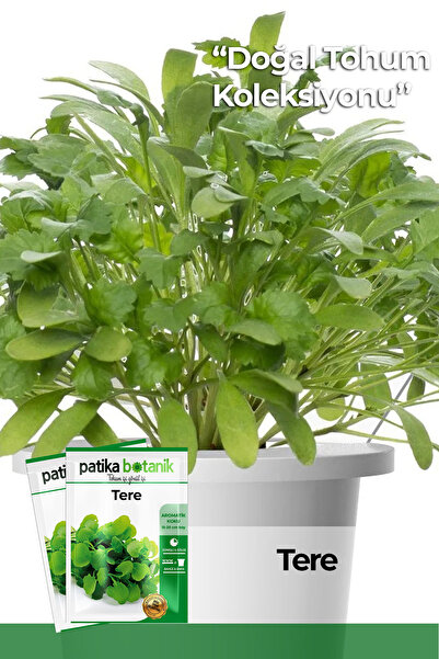 Patika Botanik 4.000 Adet Ata Tohumu Yerli Geniş Yapraklı Tere