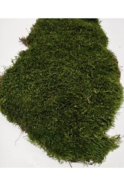 Genel Markalar Doğal Kaya ve Ağaç Yosunu, 40x40 cm, doğal dekorasyon malzemesi