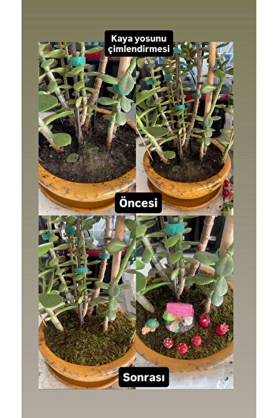 Umut %100 Doğal Kara Yosunu (250GR)