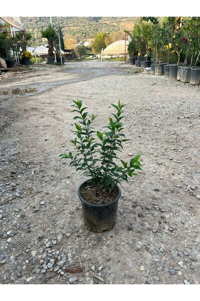 Yaban Mersini Fidanı – 20-30 cm