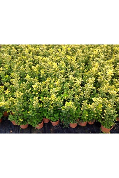 Tunç Botanik MEZAR - KABİR SARI BİTKİ SETİ - 10 ADET GOLD TAFLAN 20-30 CM