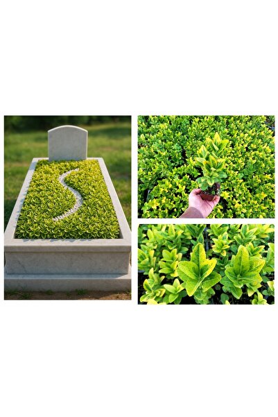 Tunç Botanik MEZAR - KABİR SARI BİTKİ SETİ - 10 ADET GOLD TAFLAN 20-30 CM