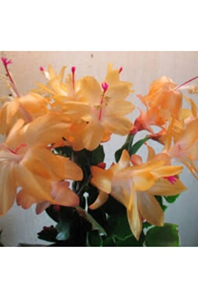 ATABEY ÇİÇEK İthal sarı açan yılbaşı Fidesi