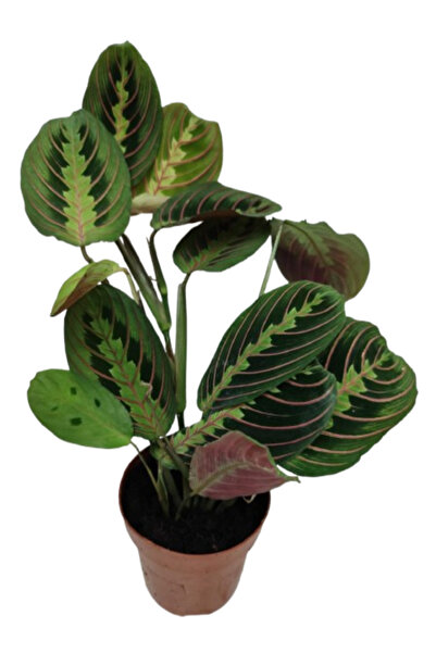 İlkadım Botanik İthal Cins Calathea Marantha Dua Çiçeği P12