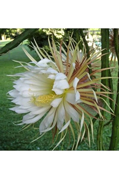 ATABEY ÇİÇEK Selenicereus Grandiflorus Dışı Sarı Içi Beyaz Açan Atlas Kaktüs ...