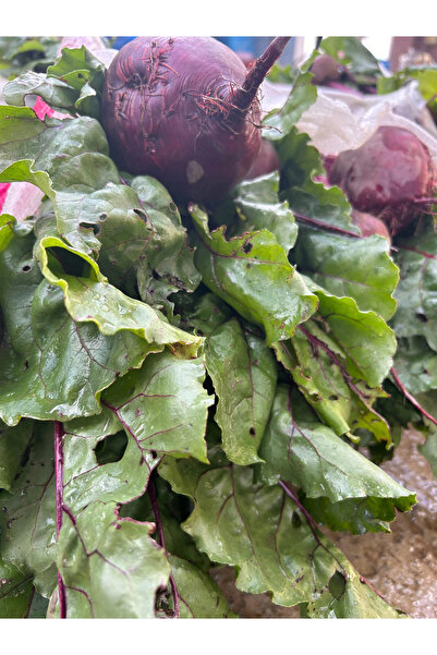 Enginar Mevsimi Taze Pancar | 1 Kg