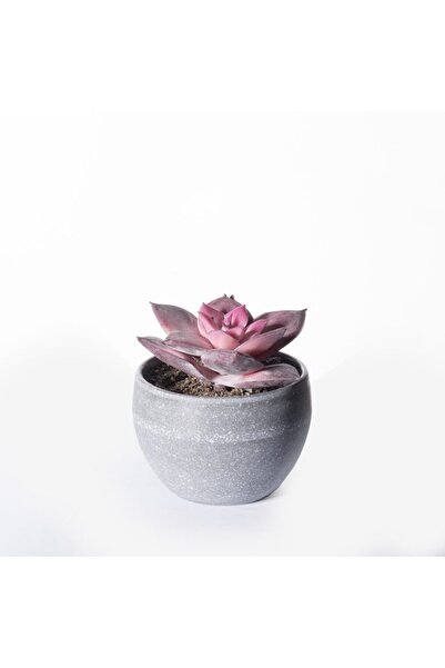 SUPERGREENS Plantă artificială Echeveria Rainbow Purple 9cm