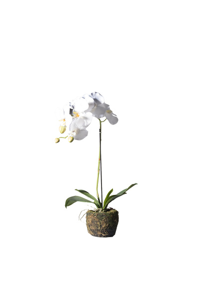 SUPERGREENS Artificial Phalaenopsis Real Orchid 60cm