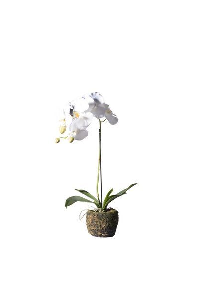 SUPERGREENS Artificial Phalaenopsis Real Orchid 60cm