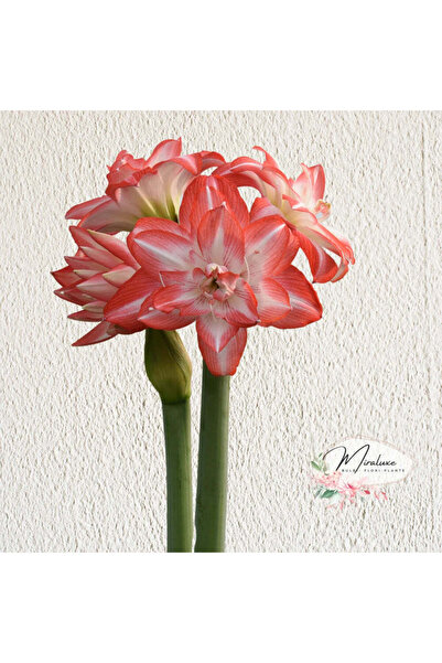 Miracle Garden Bulb Amaryllis Blossom Peacock