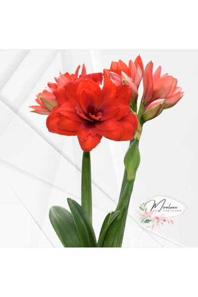 Miracle Garden Dragonul Amaryllis Tika