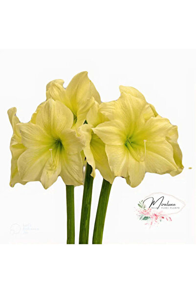 Miracle Garden Bulb Amarilis Steaua Galbenă