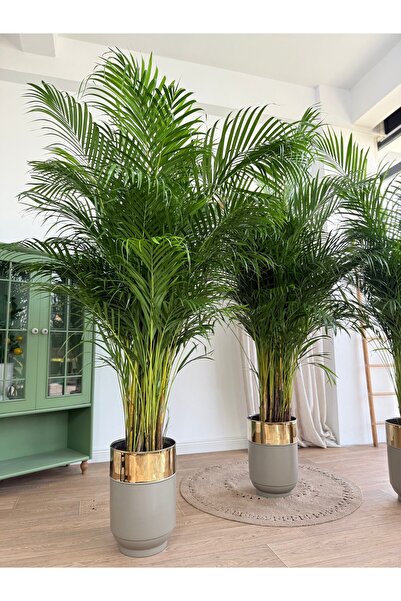 BitkiKapında Areka Salon Palmiyesİ XXL 190-200 cm (Dypsis Lutescens) bej pian...