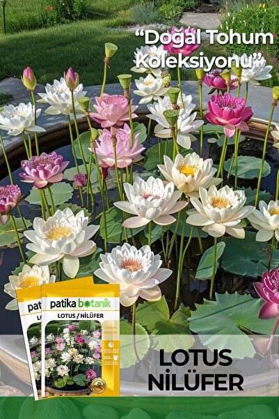 Patika Botanik 5 Adet Lotus / Nilüfer Çiçek Tohumu