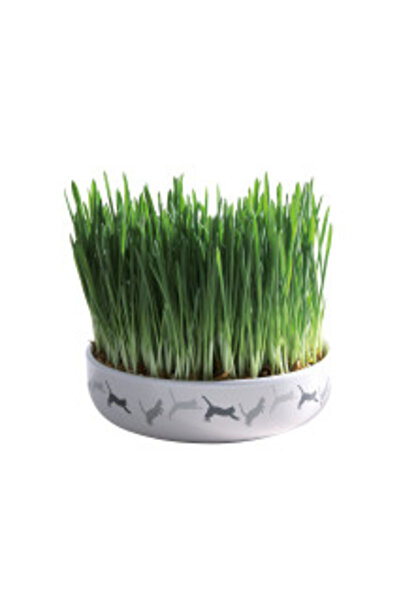 Trixie Bol ceramic cu semințe de orz pentru iarbă de pisică, 15×4 cm, 50 g, 42341