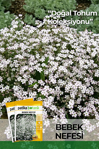 Patika Botanik 50 Adet Bebek Nefesi Çiçek Tohumu (Gypsophila Elegans)