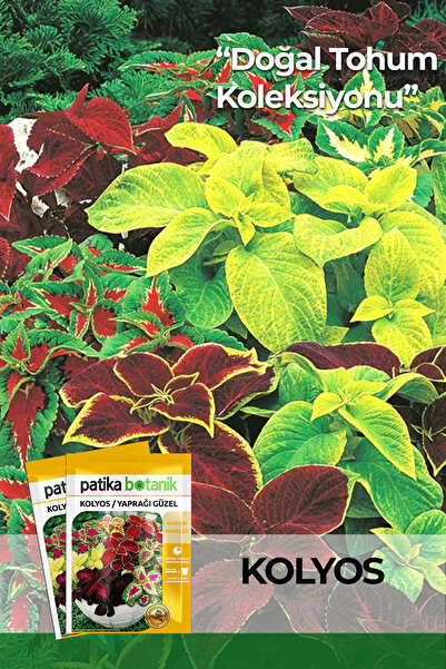 Patika Botanik 100 Adet Kolyos / Yaprağı Güzel Çiçek Tohumu (Coleus Blumei)