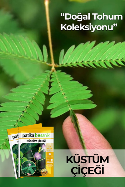 Patika Botanik 50 Adet Küstüm Çiçeği Tohumu