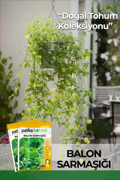 Patika Botanik 5 Adet Balon Sarmaşığı Çiçek Tohumu
