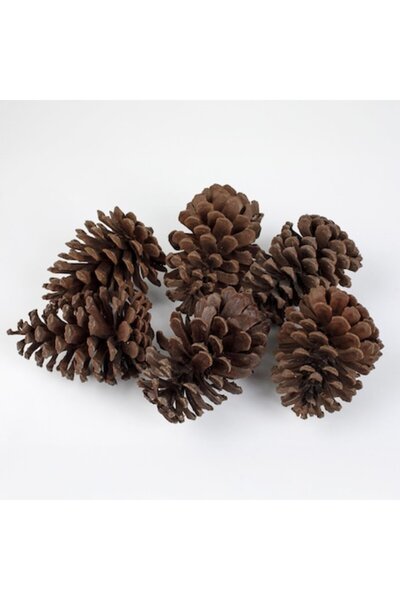 OEM Set conuri decorative mari de culoare naturala 13-15cm - 6buc