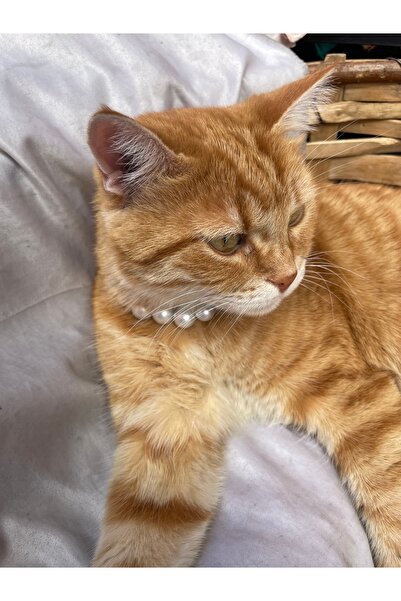 AGAFYA Handmade Pearl Beaded Cat Collar – Elegant and Comfortable Neckwear Model