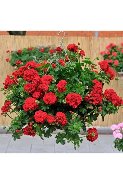 E-fidancim Nadir Bitki Katmerli Sarkan Grandeur İvy Arctic Burgundy Sakız Sar...