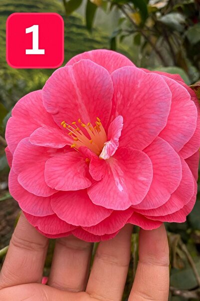 E-fidancim Mini Saksıda İri Goncalı Desire Kamelya Fidesi (5-10 cm)