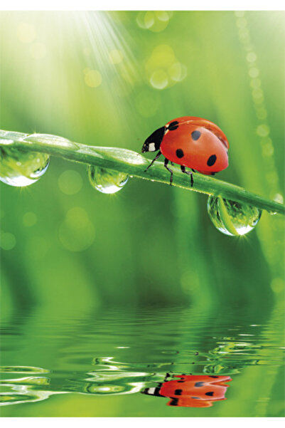 Colorations Colorat Ladybug Nature mapă elastică A/4