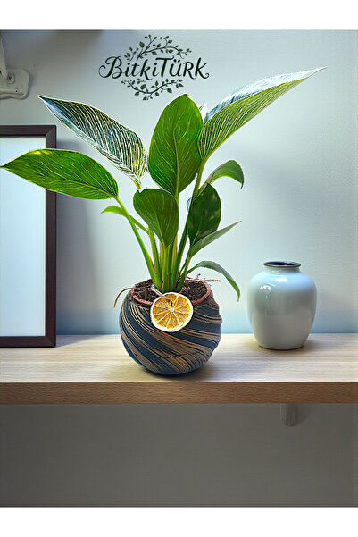 BitkiTÜRK Girdap Beton Saksıda İthal Philodendron Birkin Slaon bitkisi