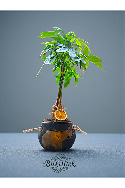 BitkiTÜRK Askılı Beton Saksıda İthal Pachira Para Ağacı