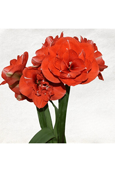 Miracle Garden Amaryllis Nyora