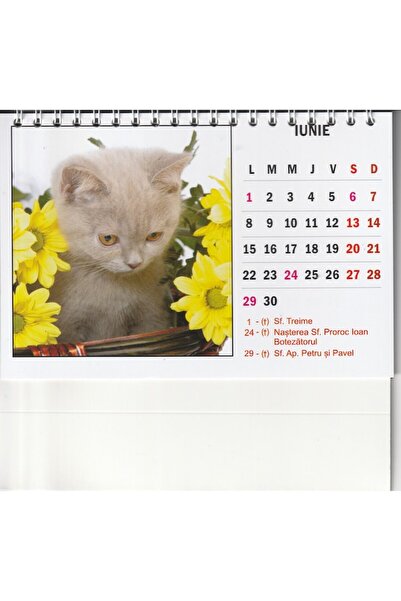 Global Desk calendar with cats, 12 sheets, Intermed