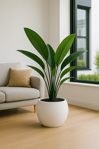 TEMMUZ HOME Küre Saksı 20 Cm Saksı Beyaz Plastik Saksı Çiçek Saksısı