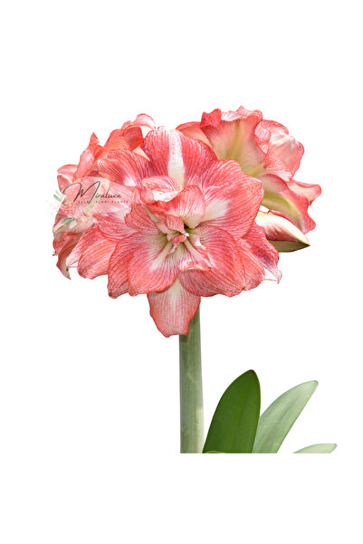 Miracle Garden Amaryllis Tika Sunrise