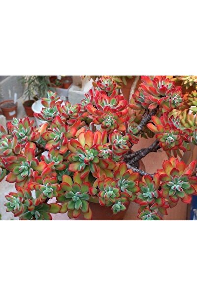 SukuLand Echeveria Pulvinata Ruby Blush soğukta kızaran özel tür sukulent 5,5cm saksıda