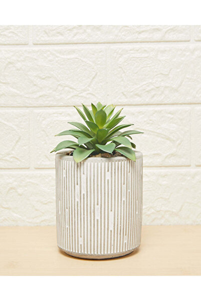 REDTAG نبات عصاري أخضر في وعاء رمادي