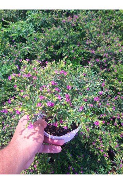 Tunç Botanik MEZAR - KABİR BİTKİ SETİ - 10 ADET CENNET ÇİÇEĞİ KUFEYA + 20 KG DOLOMİT TAŞI