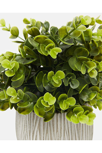 REDTAG Grey Eucalyptus With Planter