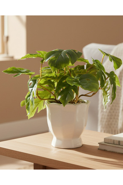 REDTAG مونستيرا في وعاء خزفي