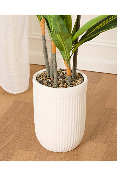 REDTAG White Dracaena With Planter