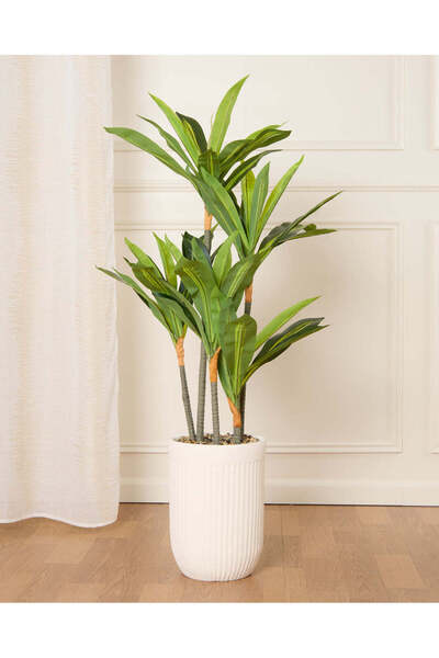 REDTAG White Dracaena With Planter